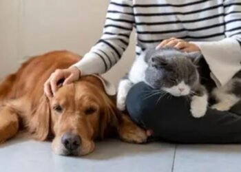 Peace of Mind for Pet Parents: What Your Pet Sitting Insurance Should Cover