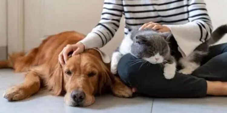 Peace of Mind for Pet Parents: What Your Pet Sitting Insurance Should Cover