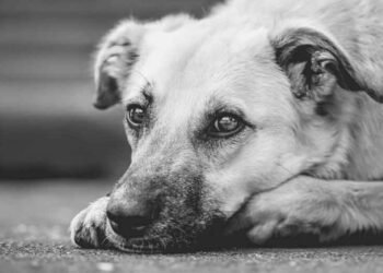 Simple Steps to Make Pets Feel More Comfortable at Home