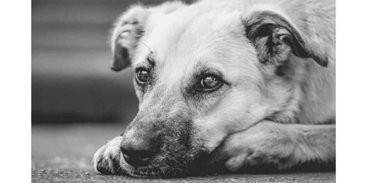 Simple Steps to Make Pets Feel More Comfortable at Home