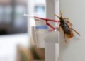 Why Office Break Rooms Are a Magnet for Pests