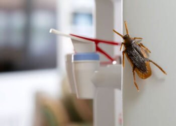 Why Office Break Rooms Are a Magnet for Pests