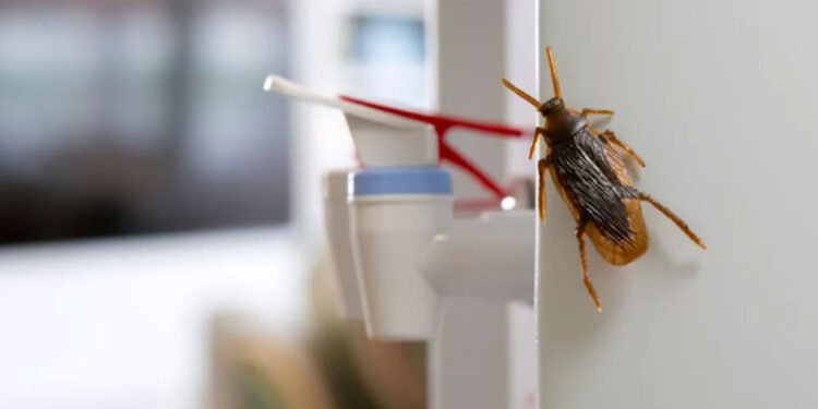 Why Office Break Rooms Are a Magnet for Pests