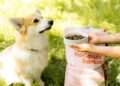 Eco Innovation on Amazon: How Sustainable Pet Brands Are Winning Over Shoppers