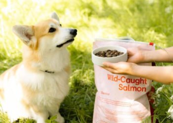 Eco Innovation on Amazon: How Sustainable Pet Brands Are Winning Over Shoppers