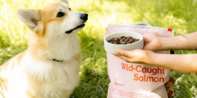 Eco Innovation on Amazon: How Sustainable Pet Brands Are Winning Over Shoppers
