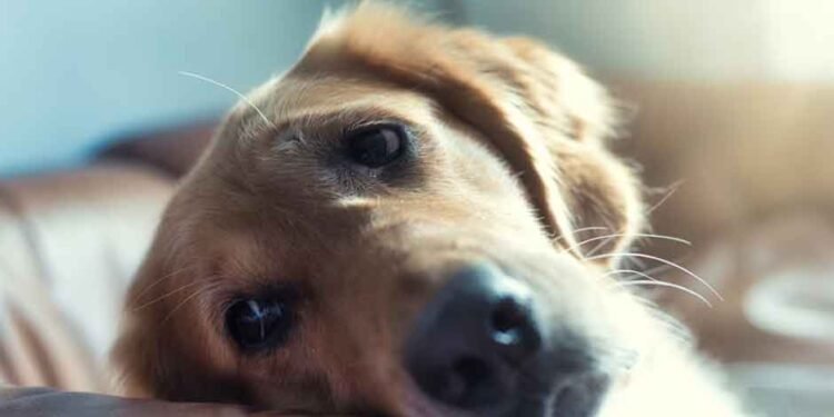 Guide to Keeping Your Puppy Active in Small Spaces