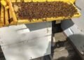 How to Inspect Your Hive Without Stressing the Colony