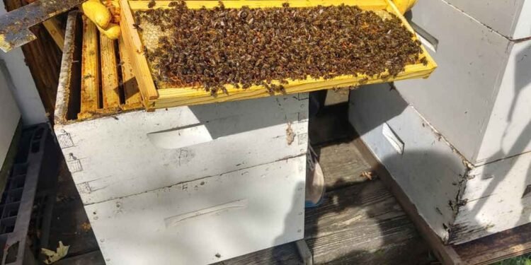 How to Inspect Your Hive Without Stressing the Colony