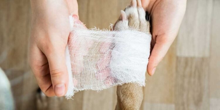 Practical Approaches to Treating Cuts and Scrapes on Animals
