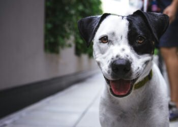 5-easy-dog-care-activities-perfect-for-young-helpe-1