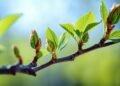 From Winter Dormancy to Spring Growth: Tips for Healthier Trees and Greener Yards