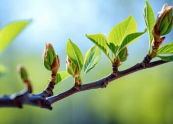 From Winter Dormancy to Spring Growth: Tips for Healthier Trees and Greener Yards
