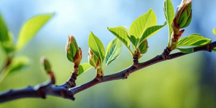 From Winter Dormancy to Spring Growth: Tips for Healthier Trees and Greener Yards