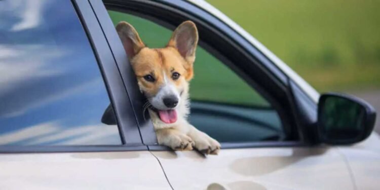 Keeping Your Dog Safe In Your Vehicle: A Practical Guide