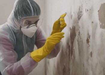 How Arizona Mold Injury Attorneys Help Solve Mold Exposure Problems