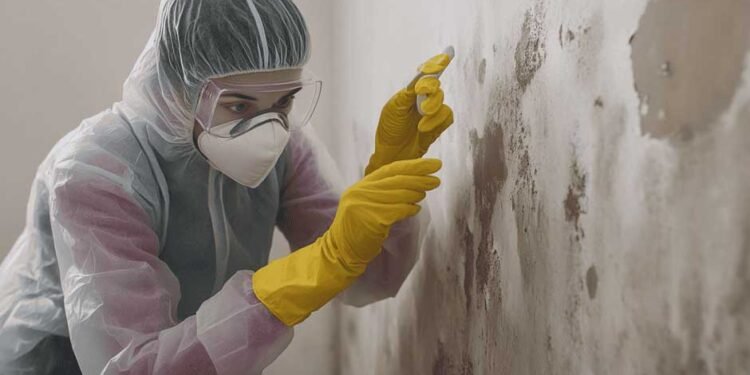 How Arizona Mold Injury Attorneys Help Solve Mold Exposure Problems