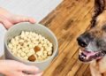How to Choose the Best Probiotic for Your Dog’s Gut Health