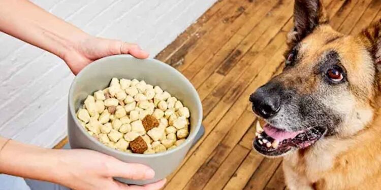 How to Choose the Best Probiotic for Your Dog’s Gut Health