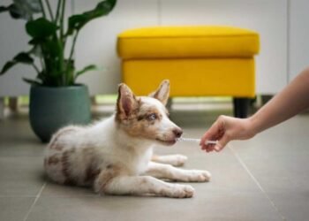 What Are the Main Benefits of Regenerative Medicine in Pets?