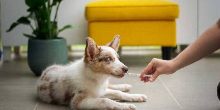 What Are the Main Benefits of Regenerative Medicine in Pets?