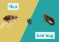 bed-bugs-vs-fleas-how-to-tell-the-difference-and-c-1