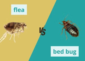 bed-bugs-vs-fleas-how-to-tell-the-difference-and-c-1