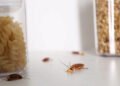 cockroaches-best-way-get-rid-baits-traps-and-preve-1