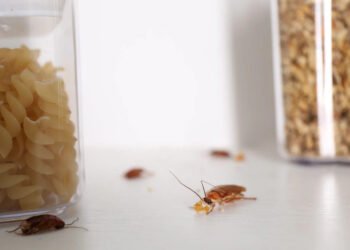 cockroaches-best-way-get-rid-baits-traps-and-preve-1