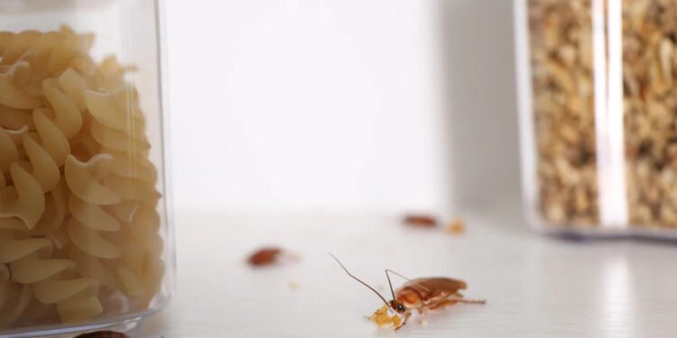 cockroaches-best-way-get-rid-baits-traps-and-preve-1