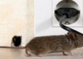 rodents-how-to-get-rid-of-traps-baits-and-preventi-1
