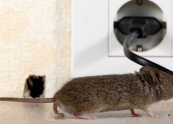 rodents-how-to-get-rid-of-traps-baits-and-preventi-1