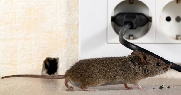 rodents-how-to-get-rid-of-traps-baits-and-preventi-1