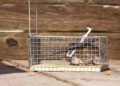 wildlife-removal-cost-prices-by-animal-type-and-wh-1