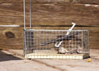 wildlife-removal-cost-prices-by-animal-type-and-wh-1
