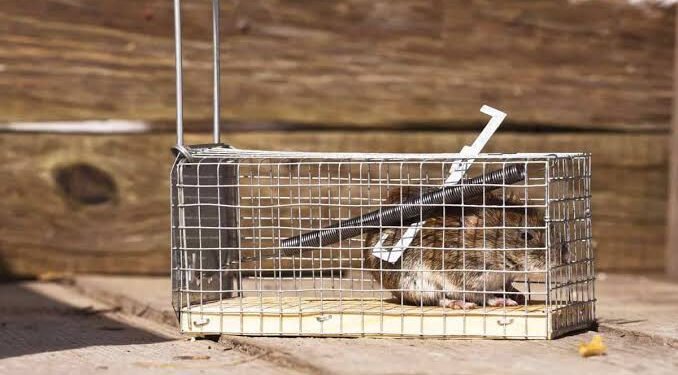 wildlife-removal-cost-prices-by-animal-type-and-wh-1