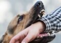 How to Protect Your Health and Legal Rights After a Dog Bite Injury