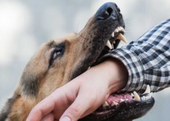 How to Protect Your Health and Legal Rights After a Dog Bite Injury