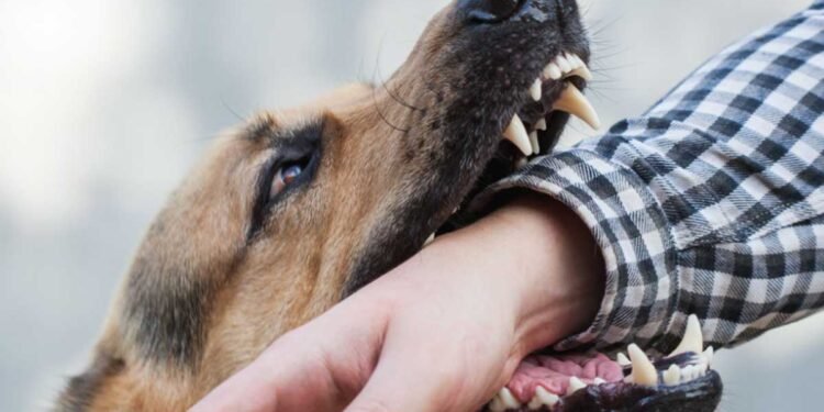 How to Protect Your Health and Legal Rights After a Dog Bite Injury