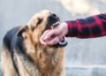 Dog Bite Injuries Can Raise Questions About Compensation Today