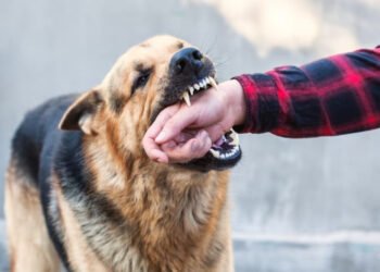 Dog Bite Injuries Can Raise Questions About Compensation Today