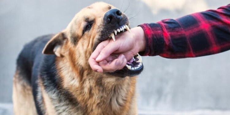 Dog Bite Injuries Can Raise Questions About Compensation Today