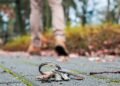 Lost Your Only Key Fob
